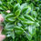 Thumbnail: Peperomia Pixie House Plant 2” Pot
