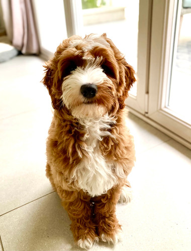 June, notre Australian labradoodle multigénérationnel, taille medium, red tuxedo assis sagement