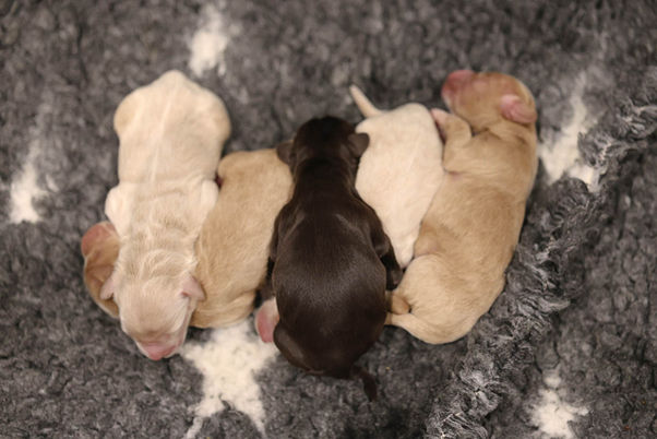 La portée complète : Willow et ses frères quelques jours après leur naissance