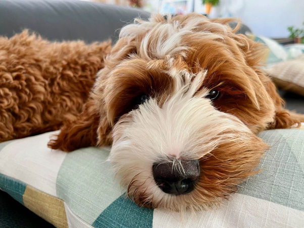 June, notre Australian labradoodle multigénérationnel, taille medium, red tuxedo couchée sur le canapé