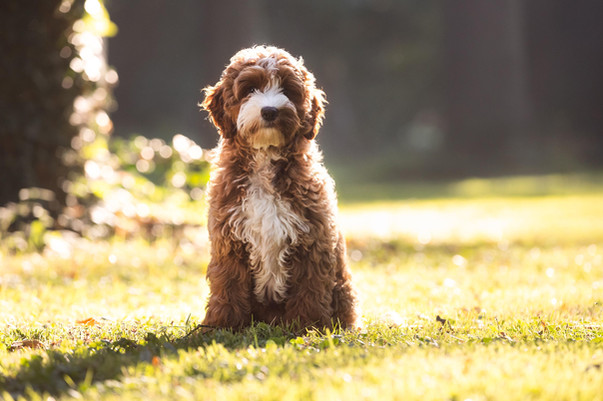 June, notre Australian labradoodle multigénérationnel, taille medium, red tuxedo  assise dans un parc