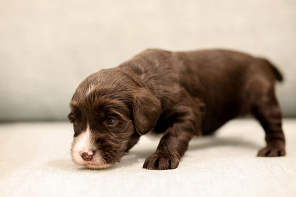 Willow, australian labradoodle dark chocolat, fait ses premiers pas pendant le shooting photo