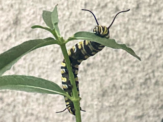 A Balcony View of Near-Extinction