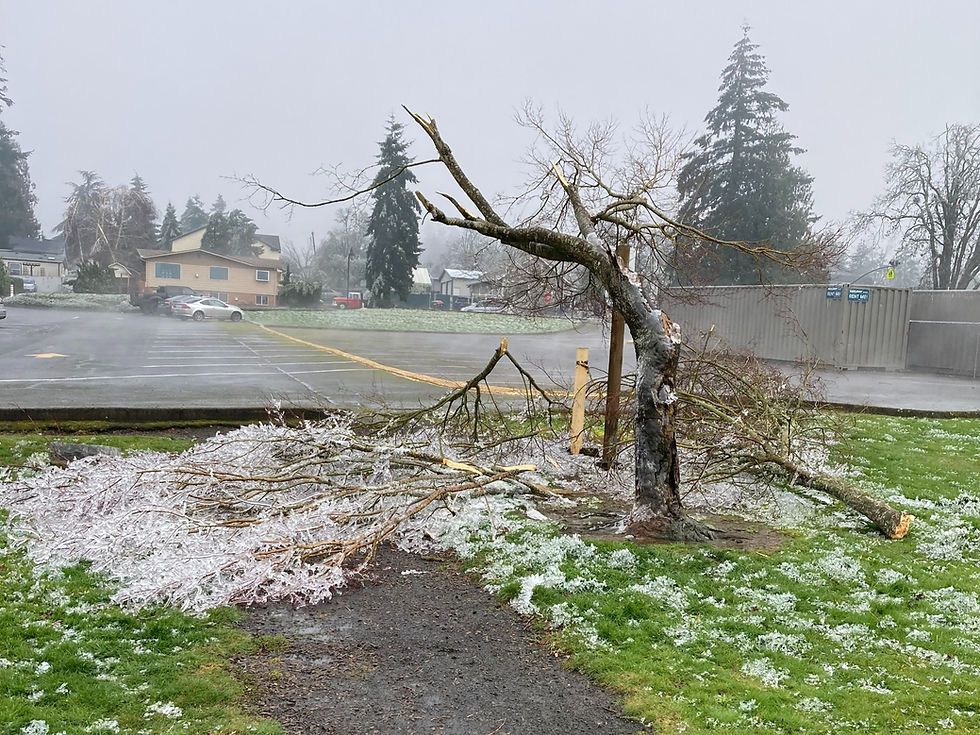 Silver Storm: Once-in-A-lifetime Ice Storm Wrecks Trees in “Oregon’s Garden City”