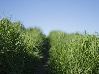 Science in My Old Kentucky Home