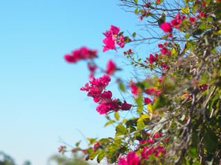 Heat Waves, Wildfires, and Downpours: San Diego is Changing and Climate Change is One Culprit