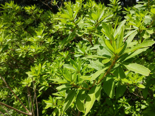 How I Learned to Love Plants