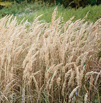 DSC02110-Bearbeitet (2).jpg