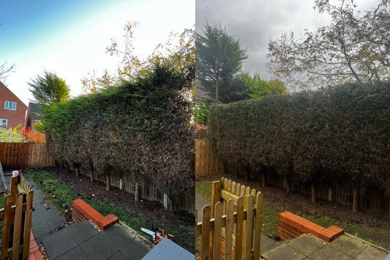 Conifer Reduction B&A