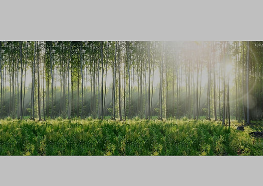 Wald spez_edited_edited.jpg