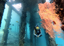 Kursus Diving