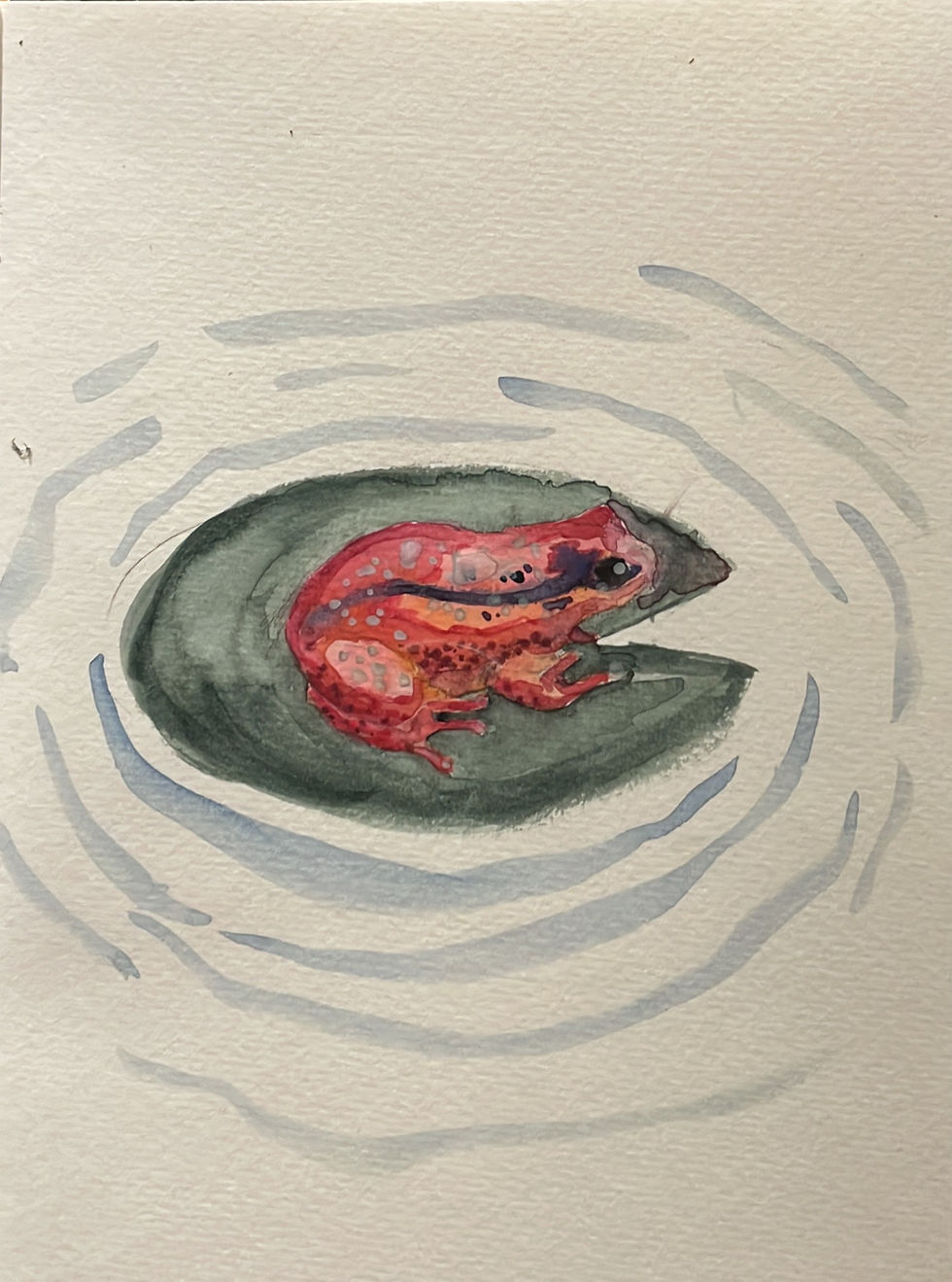 Pink Frog • grenouille rose