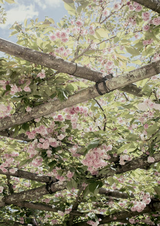 Bambouseraie d'Anduze.jpg