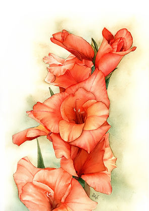 Gladiolus.jpg