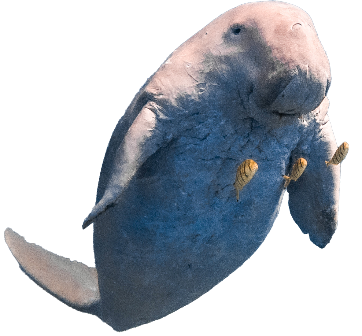 Dugong.png