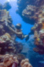 Colorful coral reef and rich marine life in the Red Sea at Abu Dabbab Bay, Marsa Alam