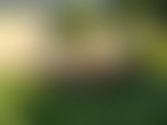 Effective Weed Control for a Lush and Healthy Lawn