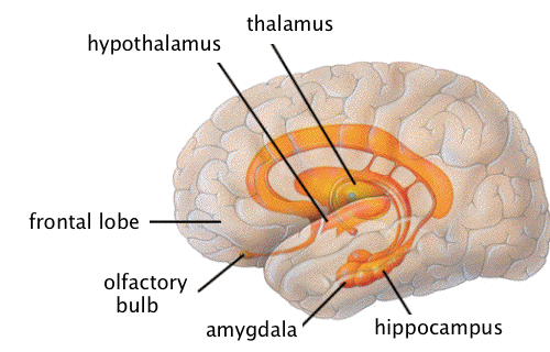 limbicsystem.gif