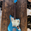 Thumbnail: Fender Japan Limited Edition Traditional 60's Jaguar FSR Lake Placid Blue w/ MH.