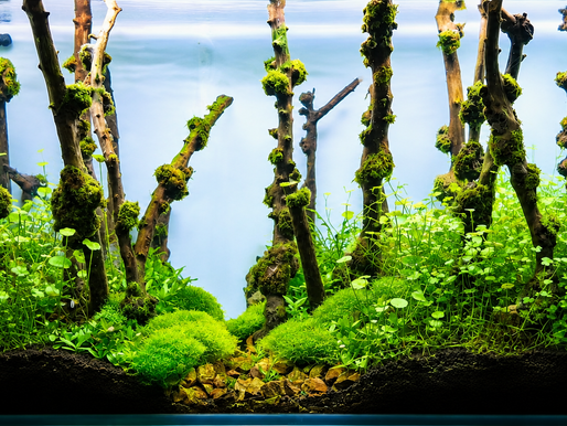 Aquarium Plants Online – Buy Live Aquatic Plants at Blessings Aquarium