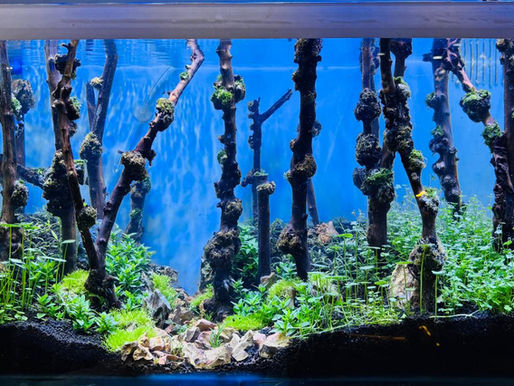 Blessings Aquarium online store featuring aquarium fish, aquatic plants, fish tank filters, pumps, fish food, accessories, and custom aquarium solutions.