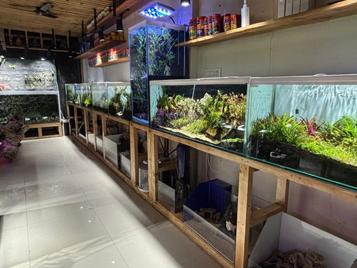 Best place to buy aquarium supplies in India, including aquarium fish, aquatic plants, fish tank filters, pumps, fish food and aquarium accessories at Blessings Aquarium.