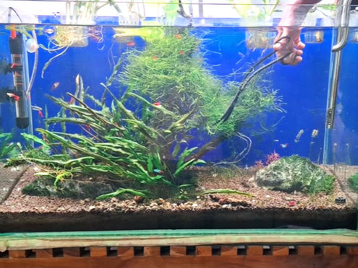 How often should you clean your aquarium tank? Complete aquarium maintenance guide for healthy fish and clean aquarium water.