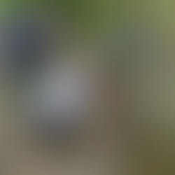 LGU Sultan Mastura at MAFAR BARMM, nanguna sa mangrove tree planting activity sa Simuay Seashore bilang bahagi ng pagdiriwang ng ika-62nd Fish Conservation Week