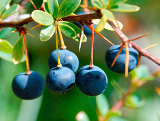 Estancia Mercedes, Primeros en Certificación Orgánica como Recolector de Frutos Silvestres en la Reg