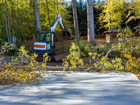 How Tree Removal Service Protects Driveways and Roofs