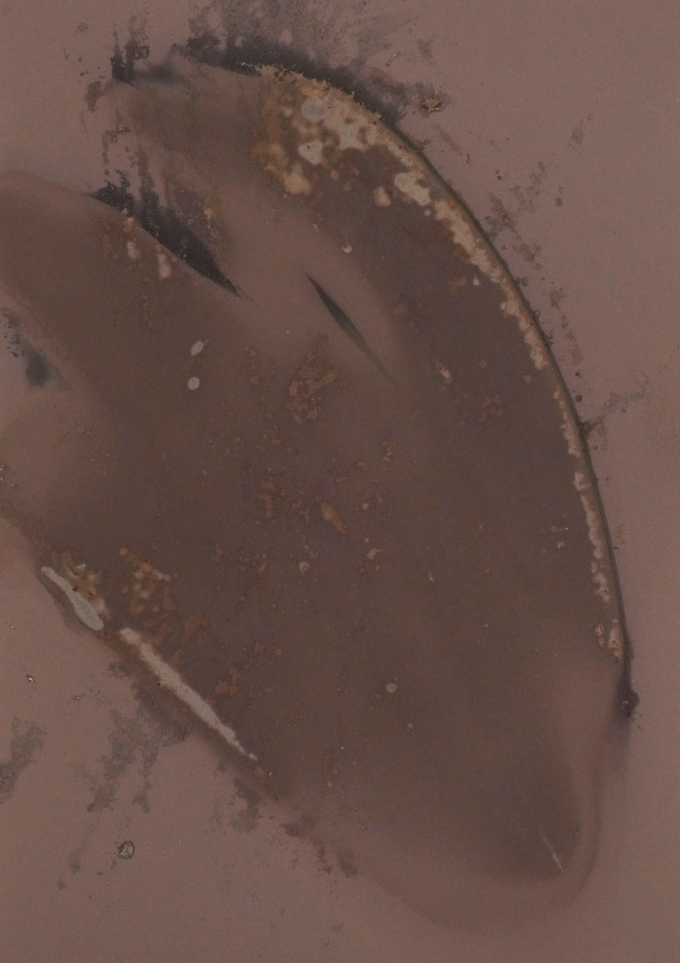 Ephemeral Remains- banana peel (changing)