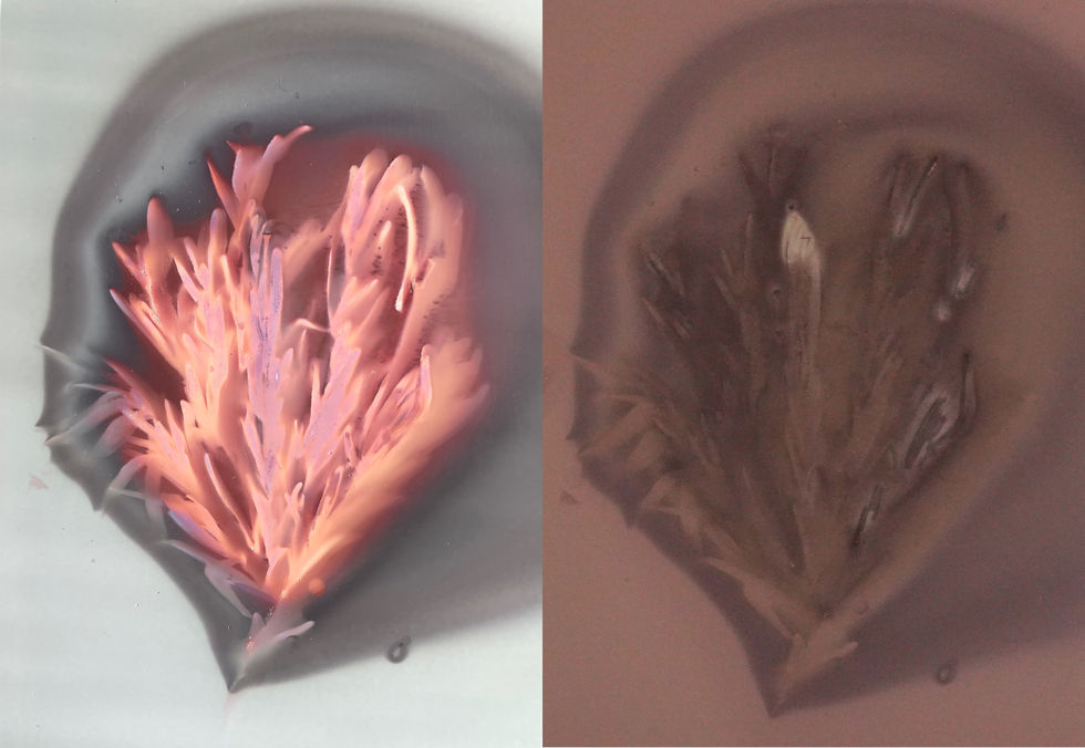 Ephemeral Remains- Rosemary