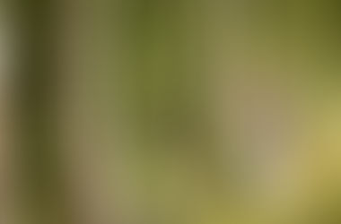 Sesja ciążowa Eweliny