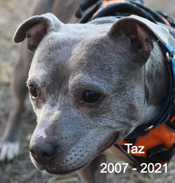 Taz_edited.jpg