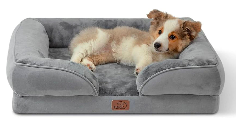 dog in cozy dog bed