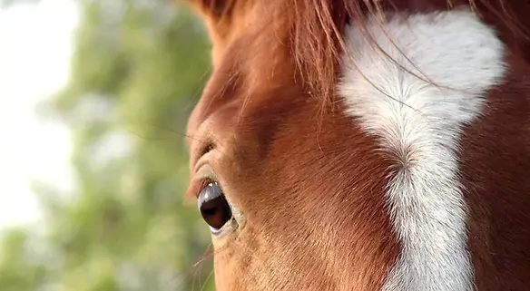 equine-psychotherapy.jpg