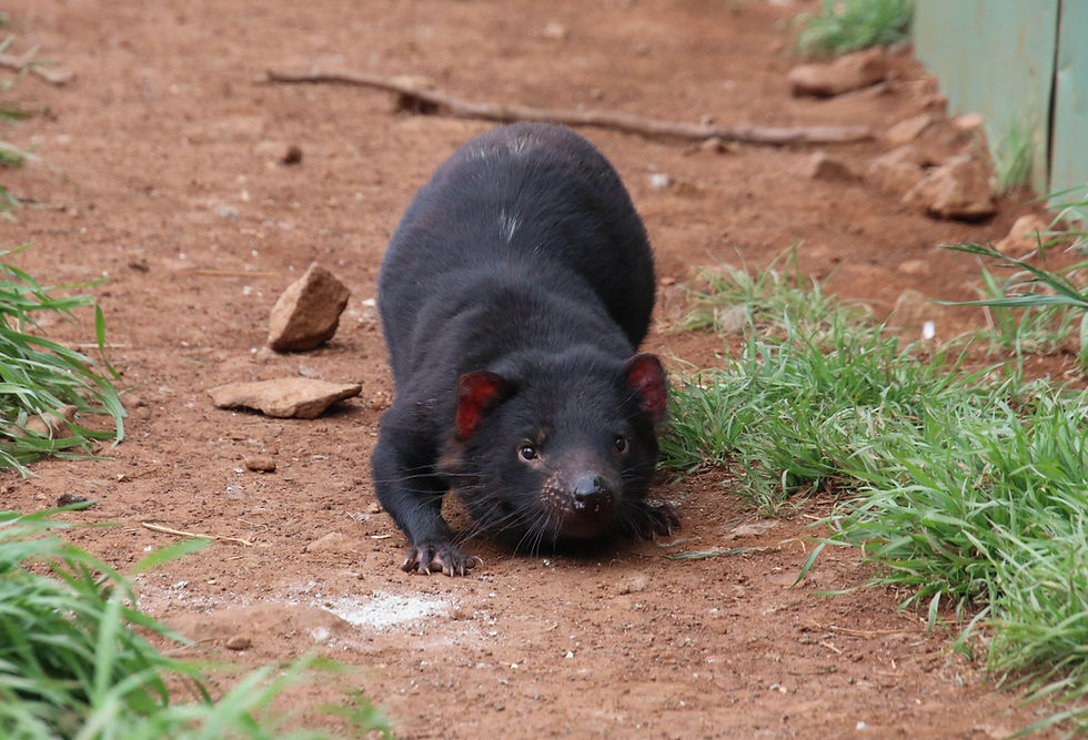 Tasmanian Devil