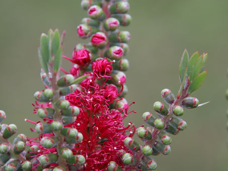 Vibrant Beauty