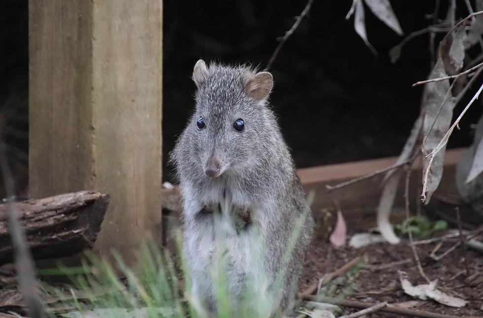 Long-nosed Potoroo