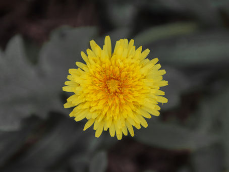 The Happy Flower