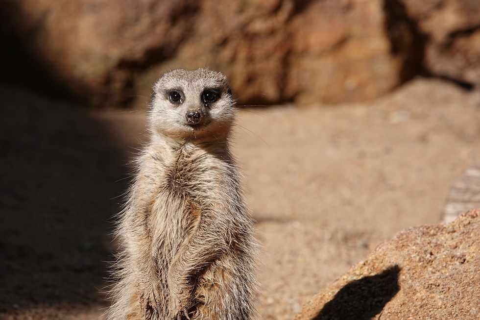 Meerkat at Taronga Western Plains Zoo Dubbo