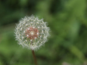 Make a Wish