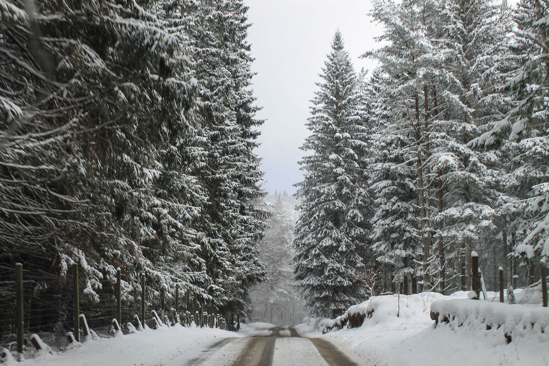 Trees covered in snow in Scotland
