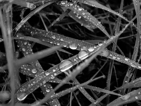 Rain Drops