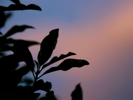 Sunset silhouette
