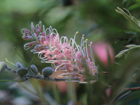 Pastel Pink