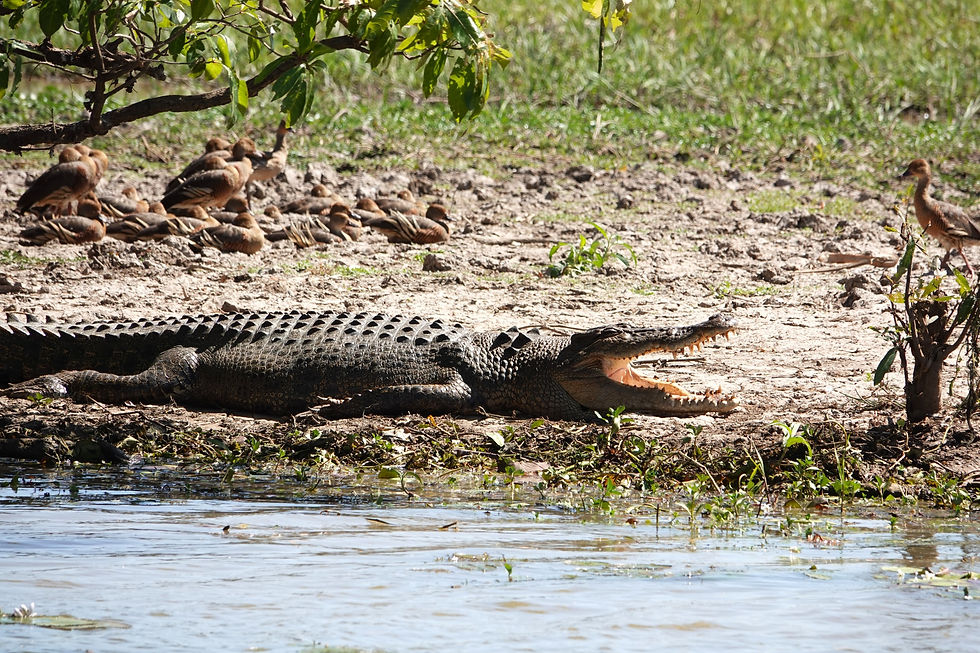 Saltwater Crocodile