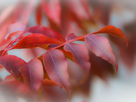 Red Leaves