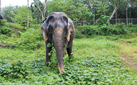 Elephant at Phuket Elephant Park in Thailand