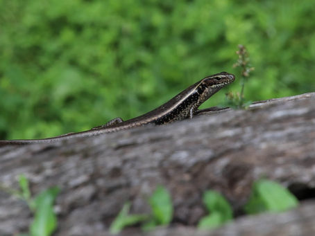 Backyard Surprises